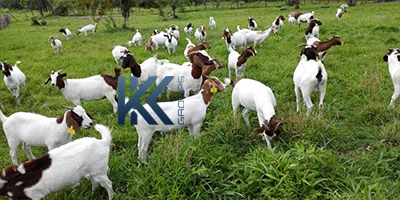 image_1